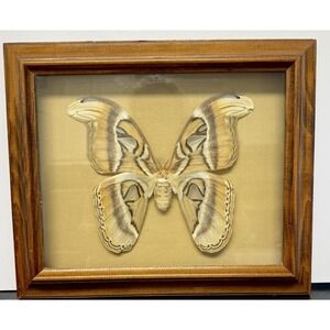 Vintage Framed Atlas Moth Attacus Atlas India Butterfly Man Laguna Beach